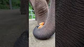 I'm really worried that you'll step on my trunk. Fantastic Beasts. Elephant