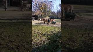 Looking After Wild Horses Is Not An Easy Job #shorts #shortvideo #subscribe #follow #wildhorses