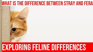 The Difference Between Stray and Feral Cats: Knowing What to Expect