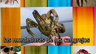 LAS DOS PEORES MORDEDURAS DE CANGREJOS  2017