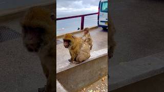 Monkeys at ￼Gibraltar. The little monkey found a slug, was very scared & hiding behind mom. #monkey.