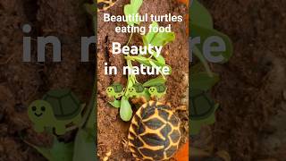 I Fed My Tortoise THIS Food for 30 Days and You Won't Believe What Happened! #tortoise #viralvideo