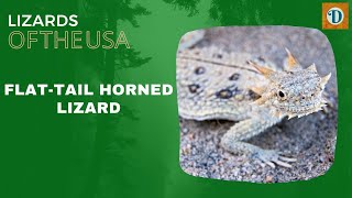 FLAT TAIL HORNED LIZARD