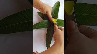 Mango leaf decoration idea#leaf thoranam#shorts#viralshorts