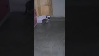 Gatito sintiéndose amenazado