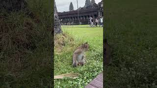 Monkey 🙈 in Angkor wat temple #ancienttemple #cambodia #angkorwat #monkey