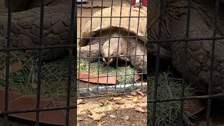 Desert Tortoise munching an apple #tortoise #turtle #zoo #wildlife #shorts #viral #trending