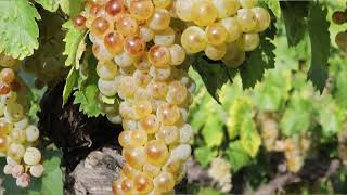 La Culture de la vigne au domaine Camaïssette , son magasin BIO...13510 Eguilles