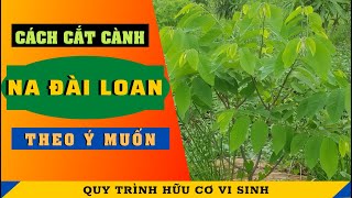 NA ĐÀI LOAN | Cách cắt cành tạo tán na đài loan theo ý muốn | KẾT QUẢ