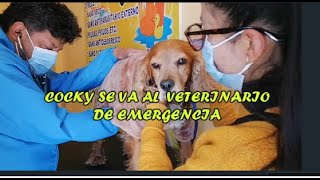 COMPRAMOS CUNA PARA NUESTRO BEBE/ COCKY EN EL VETERINARIO//VERITO VLOGS LA BOLIVIANITA