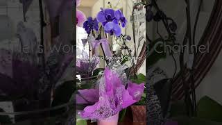 My beautiful orchids 🥰 #shorts #youtubeshorts #orchid Խոլորձ ծաղիկներ 🥰