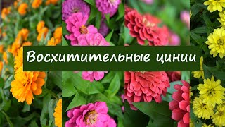 Восхитительные циннии. Возвращаемся в лето