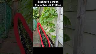 Backyard Gardening cucumbers and Chillies