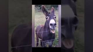 Funny Dogs And Cats Videos 2024 😅 Best Funniest Animal Videos of MayFunny