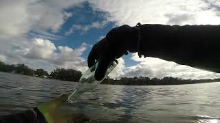 SHORT; George Bell Wyong 12Oz soda    The hunt for old bottles in the water