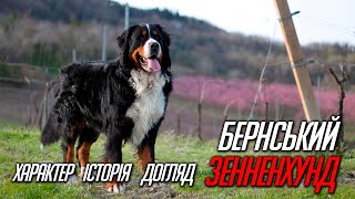 Давньоримський бойовий пес!! Бернський зенненхунд