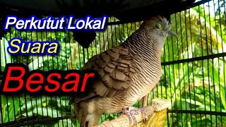 Perkutut Lokal Suara BESAR NGEBASS