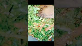 palak pakora recipe