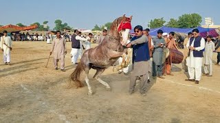 ghora barsaat | Horse dance dhamal mela peer shah -14