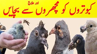 kabootar ko machar sa kaise bachaye || How to protects pigeons from mosquitoes #kabutartv