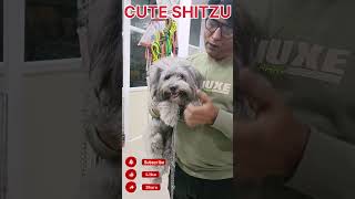 HOW CUTE SITZU #shortvideo #youtubeshorts #sitzu