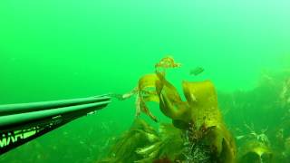 spearfishing in Ireland Lt team