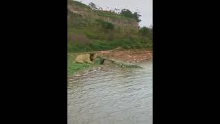 lion vs crocodile wow amazing #shorts #lion