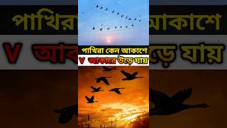 পাখিরা 'V' আকারে উড়ে কেন 🤔😱 || #shorts #viral #short #পাখির উড়ান