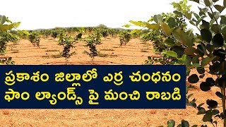 Red Sandal Farm Lands @9573991893 Kanigiri near Bangalore Highway | ఎర్రచందనం భూములు 22 సెంట్ల నుండి