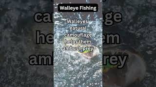 Walleye Fact 36