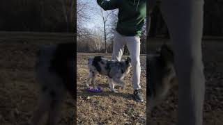 Best of Human  Pet Relationship #3 / Dog training 1