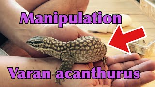 Manipulation varan acanthurus