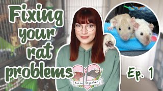 Fixing your rat problems: Cage chewing, ear wounds & more