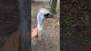 Emu Most Interested Facts #emu #facts #animals #wildanimals #nature