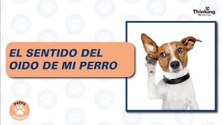 El sentido del OIDO de mi PERRO | Puppe Sesiones Edición 33