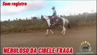 NEBULOSO DA CIBELE FRAGA #mangalargamachador/#mangalargadobrasil/#mangalargadeelite/#viral_video