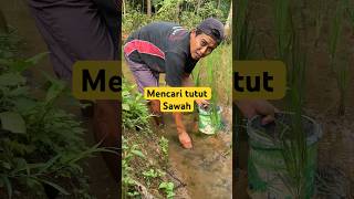 MENCARI TUTUT SAWAH #part5 #shortvideo