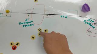 Modeling the Light Dependent Reactions