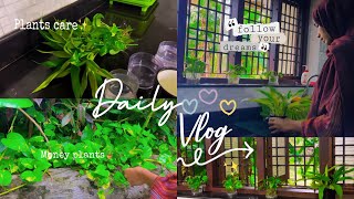 Mini vlog🪴✨[indoor plants] 🌱 [money plant]🍀[Lucky Bambo]🍁|Take care Day🦋| Malayalam|