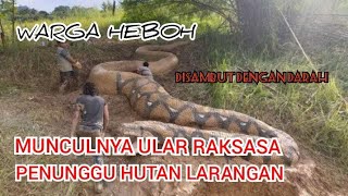 Heboh Ular Penunggu Hutan Larangan Keluar