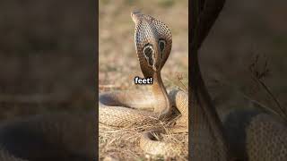 King Cobra's Deadly Bite: Can It Really Kill 13 Adults? [fact]