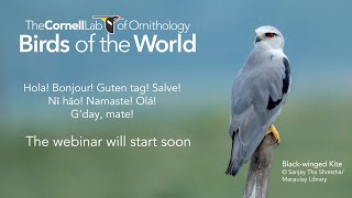 BOW Discovery Webinar: Avian Taxonomy Update 2022