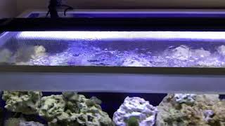 Fluval marine review.