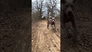 He’s unstoppable! #shorts #foryou #viral #fyp #funny #dad #wife #weimaraner #puppy #dog