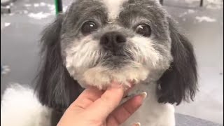 Grooming a shih Tzu at super speeds