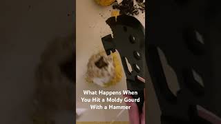 What Happens if You Hit a Moldy Gourd With a Hammer?