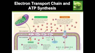 Electron Transport Chain