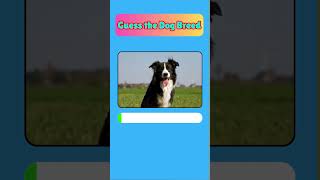 Guess the Dog Bread Quiz Part 2 #shorts #quiz