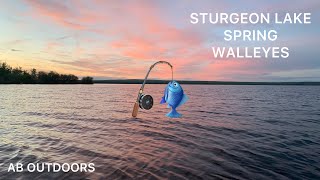 Sturgeon Lake Spring Walleye's