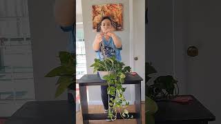 I recreated a hanging pot for my golden pothos #houseplants #plants #shorts #diy #planting